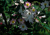Rosa 'Francis E. Lester' Climbing rose, rambler, single flowering, delicate apple rose fragrance, rose hips