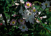 Rosa 'Francis E. Lester' Kletterrose, Rambler, einmalblühend, zarter Apfelrosenduft, Hagebutten