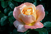Rosa 'Isabelle Autissier' tea hybrid, repeat flowering, strong fragrance