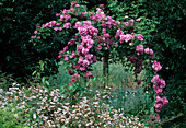 Rosa multiflora 'Mrs. F. W. Flight' Climbing rose, rambler rose, single flowering, hardly fragrant, on stem as weeping rose, ground cover rose 'Heideröslein Nozomi' as underplanting