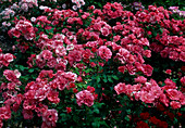 Rosa 'Fuchsia Meidiland'-syn. 'Cyclamen Meillandécor' Strauchrose, öfterblühend, kaum duftend