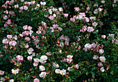 Rosa 'Carefree Delight'-syn. 'Bingo Meidiland' shrubby rose, flowering more often, hardly any fragrance, very robust, good winter hardiness