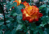 Rose 'Pigalle' - Syn. 'Chacock' Floribunda Rosen, öfterblühend, duftend