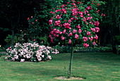 Rosa 'American Pillar' Kletterrose, Ramblerrose, einmalblühend, kaum duftend, auf Stamm