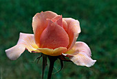 Rosa 'Peer Gynt' Teehybride, öfterblühend, duftend