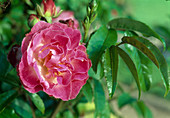 Rosa 'Margo Koster' Polyantharose, öfterblühend, robust