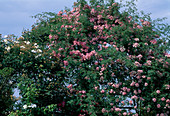 Rosa 'Kew Rambler' Climbing rose, rambler rose, single flowering, rose hips