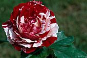 Rosa 'Sentimental' Floribunda Rose, Strauchrose, öfterblühend, zart duftend