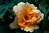 Rosa 'Cannes Festival' Tea hybrid, repeat flowering, delicately fragrant