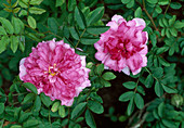 Rosa roxburghii plena (Wild Rose), single flowering, light fragrance