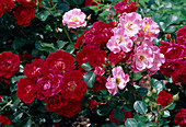 Rosa 'Tamango' Floribunda rot und pink und Strauchrose, öfterblühend, schwach duftend Rose 'Bingo Meillandécor'-syn. 'Anne Bretagne' Strauchrose, öfterblühend, duftet kaum
