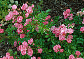Rosa 'Lavender Dream' ground cover rose, repeat flowering, robust