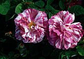 Rosa 'Camaieux' Gallica, alte Rose, Strauchrose, Duft, einmalblühend