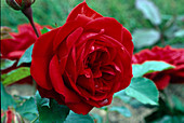 Rosa 'Rabelais' Floribunda Rose, öfterblühend, leichter Duft
