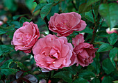 Rosa 'Les Amoureux de Peyenet'-syn. 'Efekto 21', 'Simply Magic'-Floribunda, Strauchrose, Bodendecker, öfterblühend, duftend