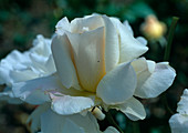 Rosa 'Pascali' Teehybride, öfterblühend, lecihter Duft