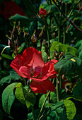 Rosa 'Fred Loads' Floribunda Rose, Strauchrose, öfterblühend, leichter Duft