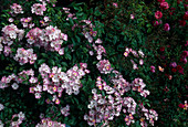 Rosa moschata 'Ballerina' shrub rose, repeat flowering, hardly scented