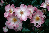 Rosa 'Rosy Cushion' Strauchrose, Bodendeckerrose, öfterblühend, sehr schwach duftend