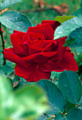Rosa 'Firmament' tea hybrid, repeat flowering, fragrant