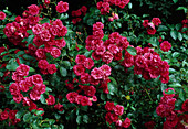 Rosa 'Elmshorn' shrub rose, frequent flowering, delicate scent of apples, good for drying