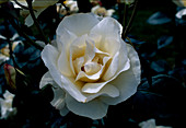 Rose 'Grand Nord' Tea hybrid, repeat flowering, somewhat fragrant