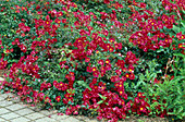 Rosa 'Red Meidiland' Bodendeckerrose, öfterblühend, robust