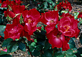 Rosa 'Sprint' floribunda, shrub rose, double flowering, hardly fragrant