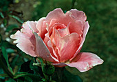Rose 'Penthouse'-syn. 'Pink Charm' Teehybride, öfterblühend, angenehmer Duft