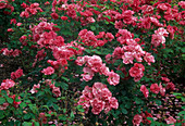 Rosa 'Rosy la Sevillana', Syn. 'Pink la Sevillana' (Floribundarose), öfterblühend, zart duftend