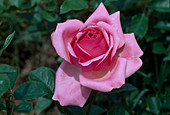 Rosa 'Coté Jardin' Tea hybrid, repeat flowering, fragrant