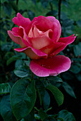 Rosa 'Kronenbourg'- syn. 'Flaming Peace' Teehybide, öfterblühend, starker Duft