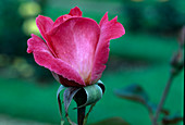 Rosa 'Aquarius' tea hybrid, double flowering, hardly fragrant