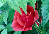 Rose 'Fidelio' Floribunda rose, repeat flowering
