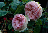Rose 'Pierre de Ronsard'-syn. 'Eden Rose 85' Strauchrose, niedrige Kletterrose, öfterblühend, kaum duftend