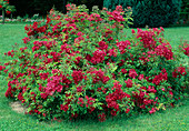 Rosa 'Fairy Prince' Polyantharose, Bodendeckerrose, öfterblühend, schwach duftend