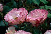 Rosa 'Delany Sisters' Floribunda, öfterblühend, Duft