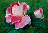 Rose 'Carefree Wonder', 'Dynastie' Shrub rose, repeat flowering, delicate fragrance