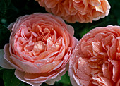 Rose 'Abraham Darby' (English shrub rose)