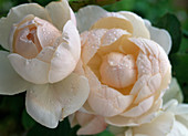 'Madame Figaro' Rose