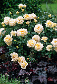 Rosa 'Ambiente' (Noack) / Edelrose mit gutem Duft