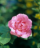 Rose 'Centenaire de Lourdes'