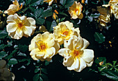 Rosa pimpinellifolia