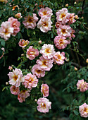 Rosa x pimpinellifolia 'Frühlingsmorgen'