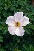 Rose rugosa