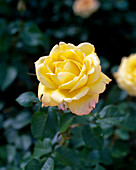 Noble rose 'Peer Gynt'