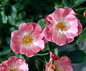 Rosa 'Candy Rose' (ground cover rose)