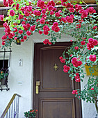 House entrance with climbing rose