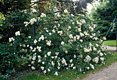 Climbing rose