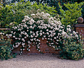 Climbing rose 'The Garland'